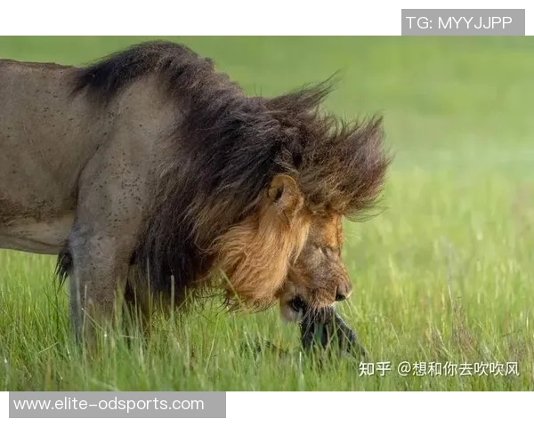 雄狮理发前后的惊人变化揭示了外貌与自信之间的微妙关系 雄狮理发前后的惊人变化揭示了外貌与自信之间的微妙关系